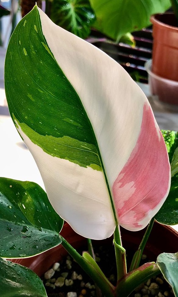 Philodendron hotsell White Princess