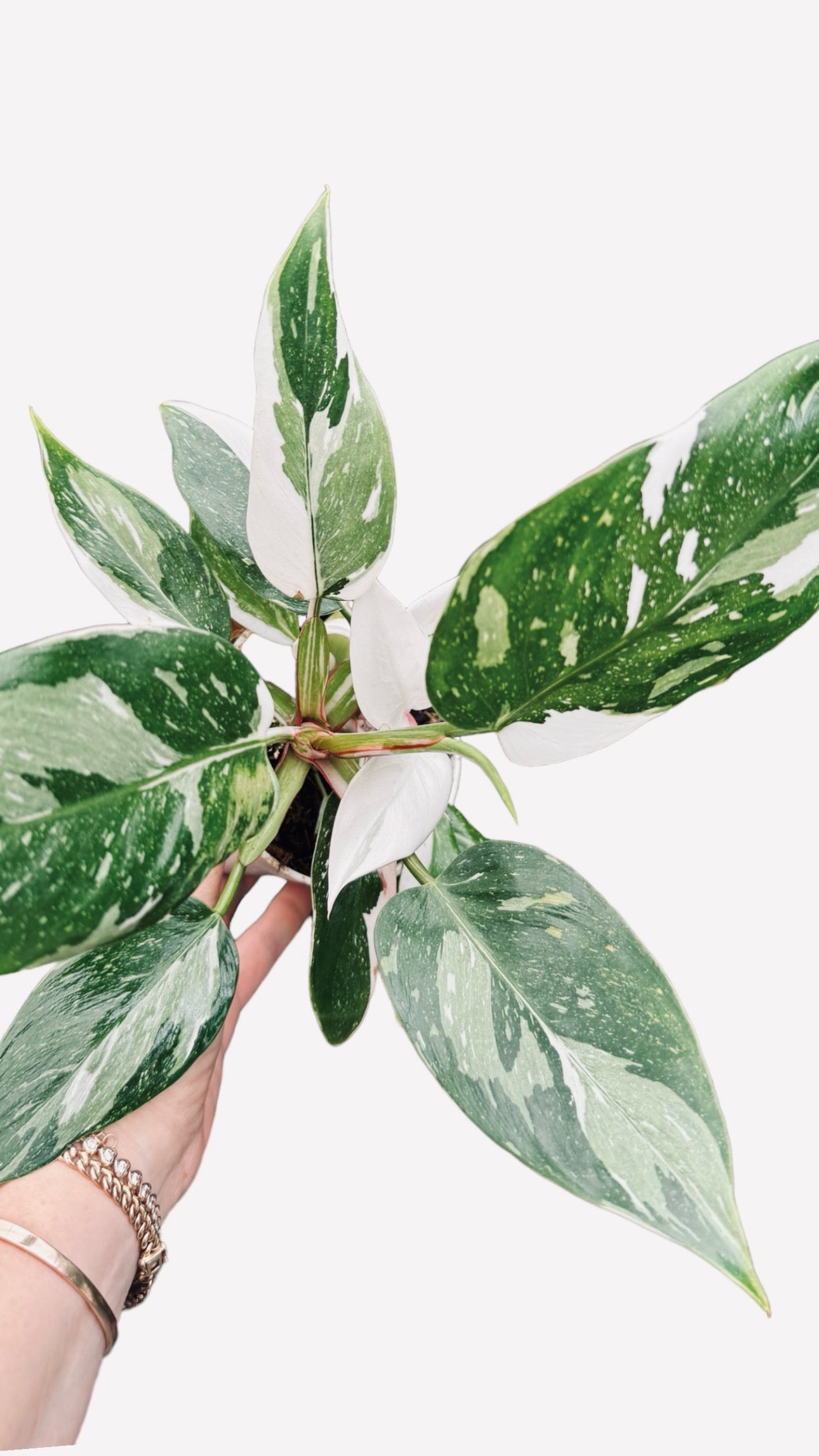 PHILODENDRON WHITE PRINCESS-free shipping-Beautiful online Variegated Leaves