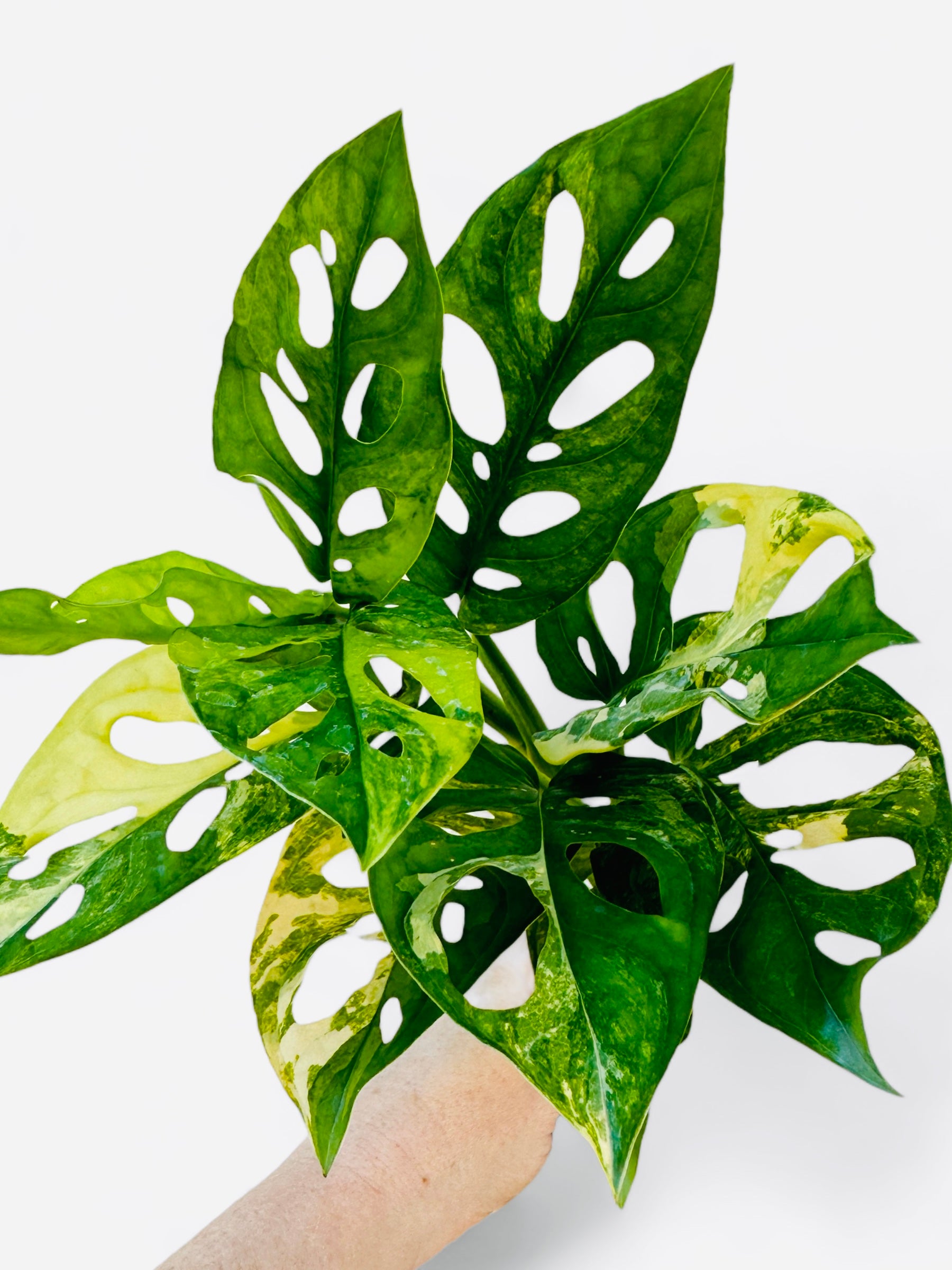 Highly buy variegated Monstera Adansonii Aurea