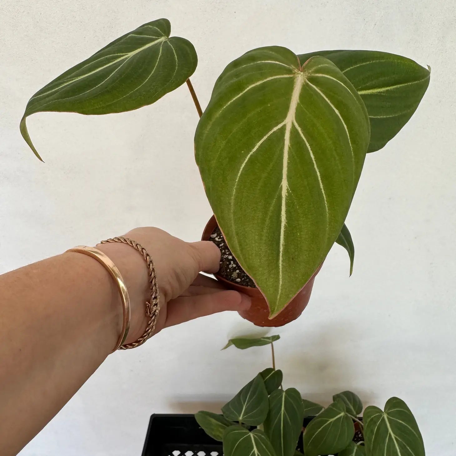 Jungle's Zebra Tapestry: The Philodendron Zebra Gloriosum