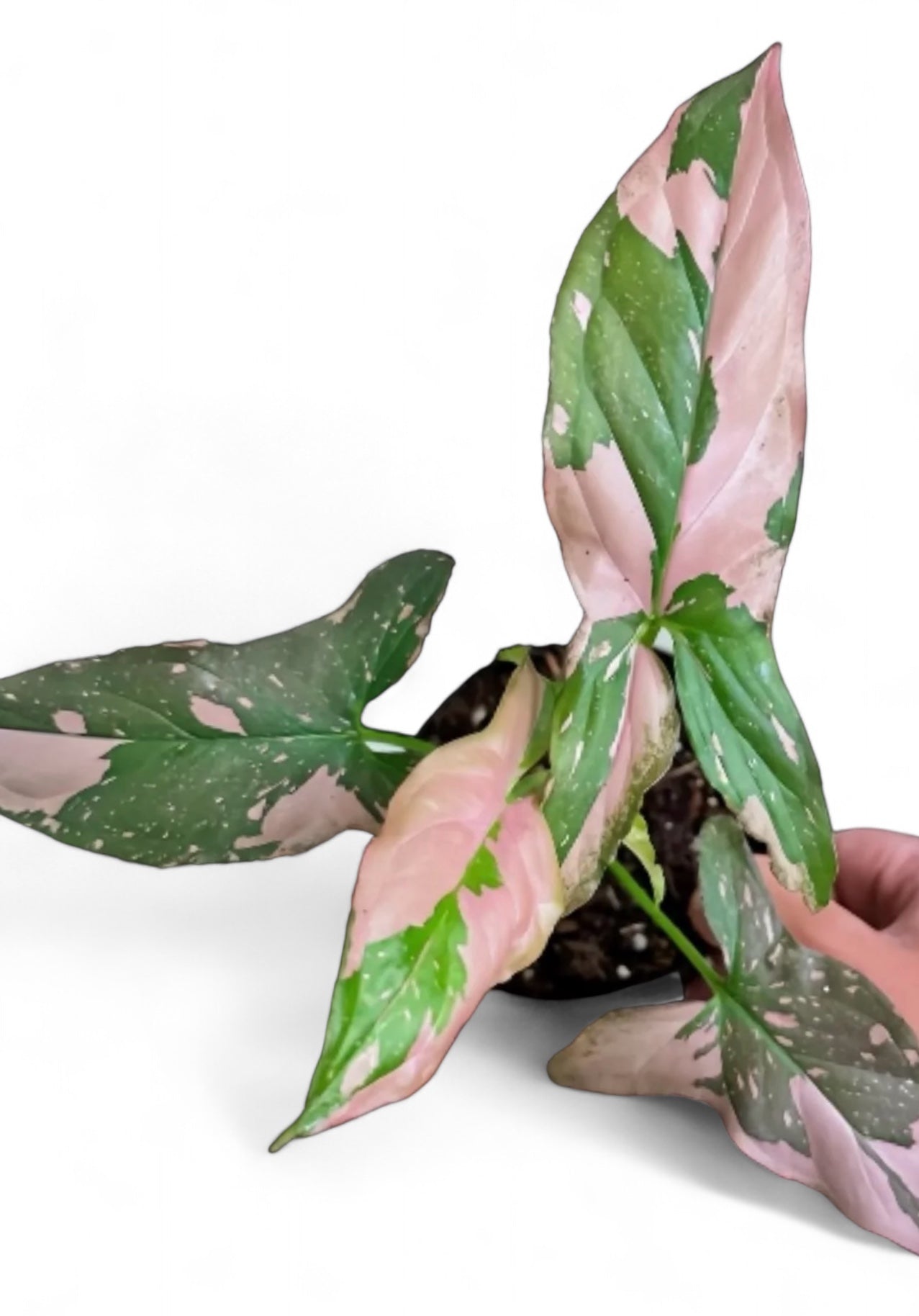 Variegated Syngonium orders Pink splash that looks like tricolor