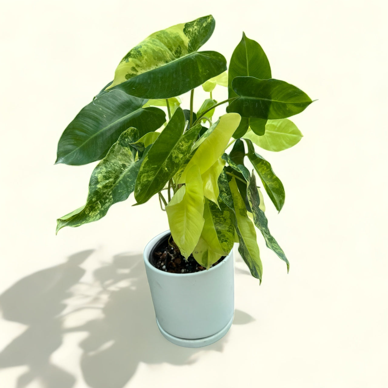 Philodendron Burle discount Marx Variegated - Bare Root