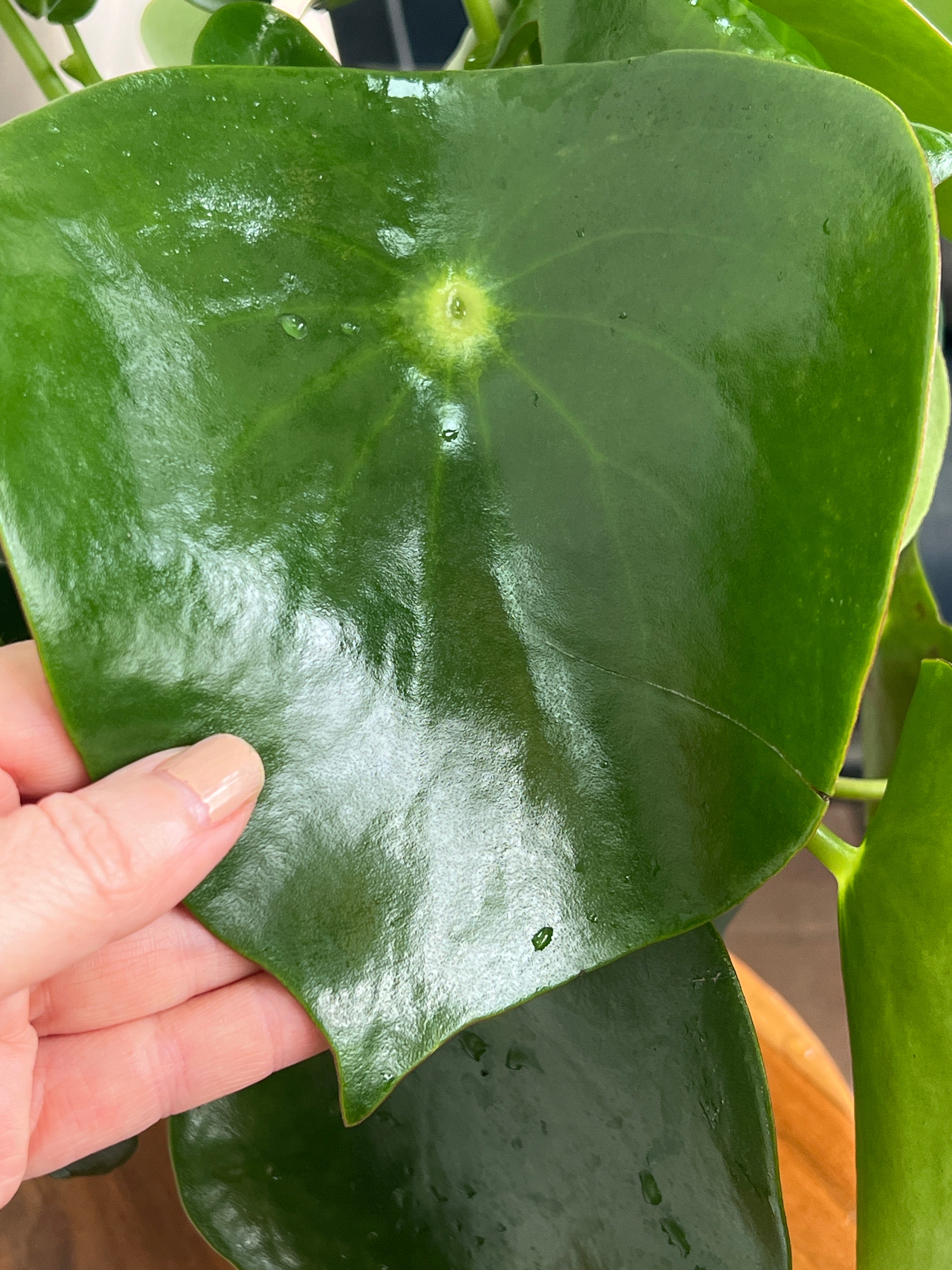 Peperomia Raindrop Polybotrya Coin Leaf