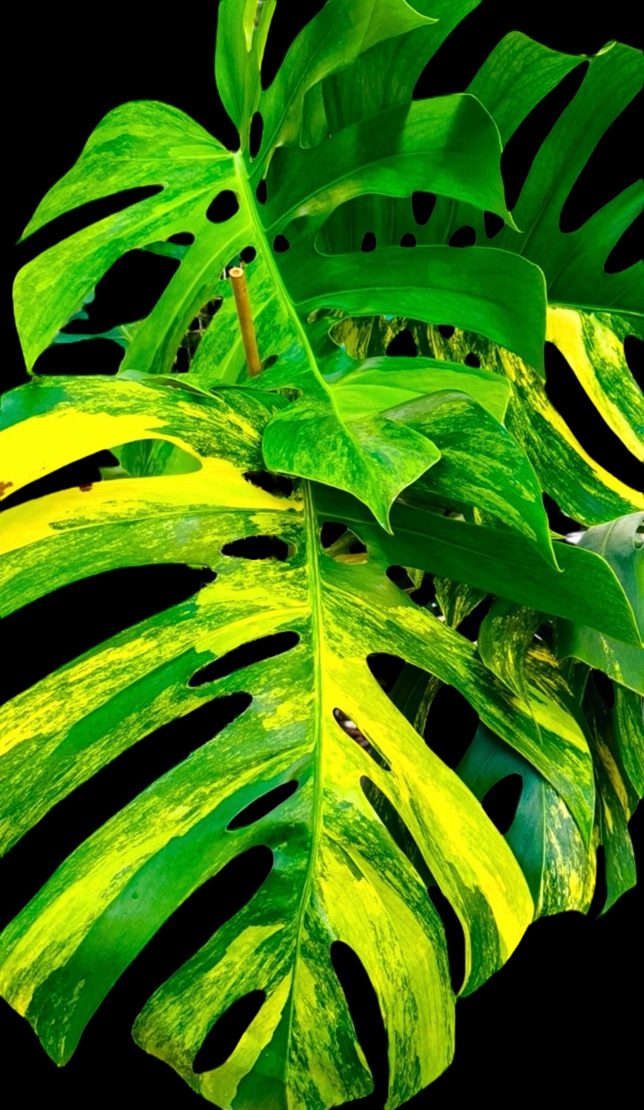 Monstera Aurea for sale