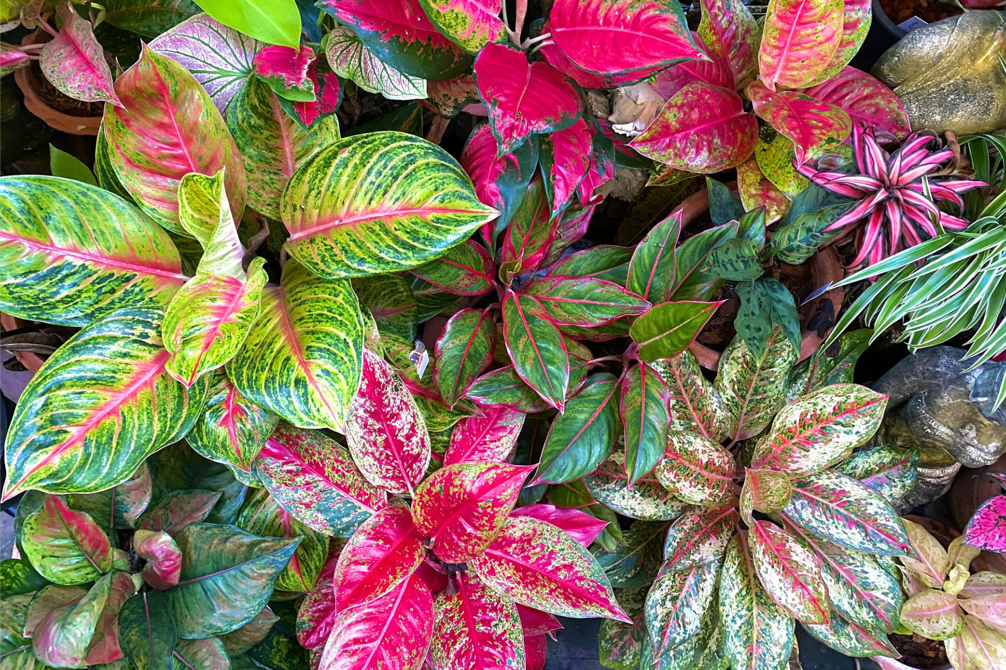 6 Trending Rare Aglaonema Houseplant Varieties