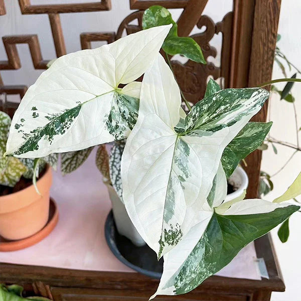 syngonium_podophyllum_albo_variegatum_leaves_plant_vault_for_sale_near_me