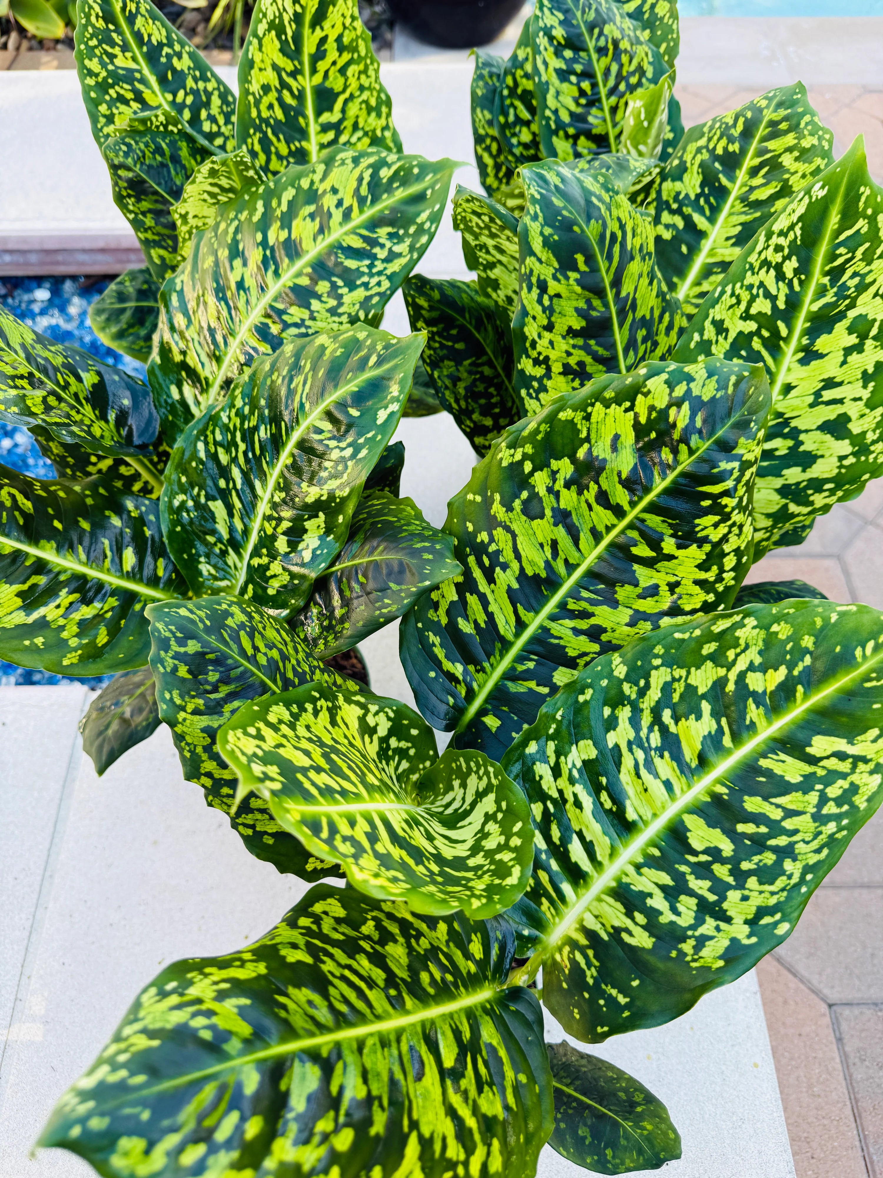 Dieffenbachia Reflector Care Guide