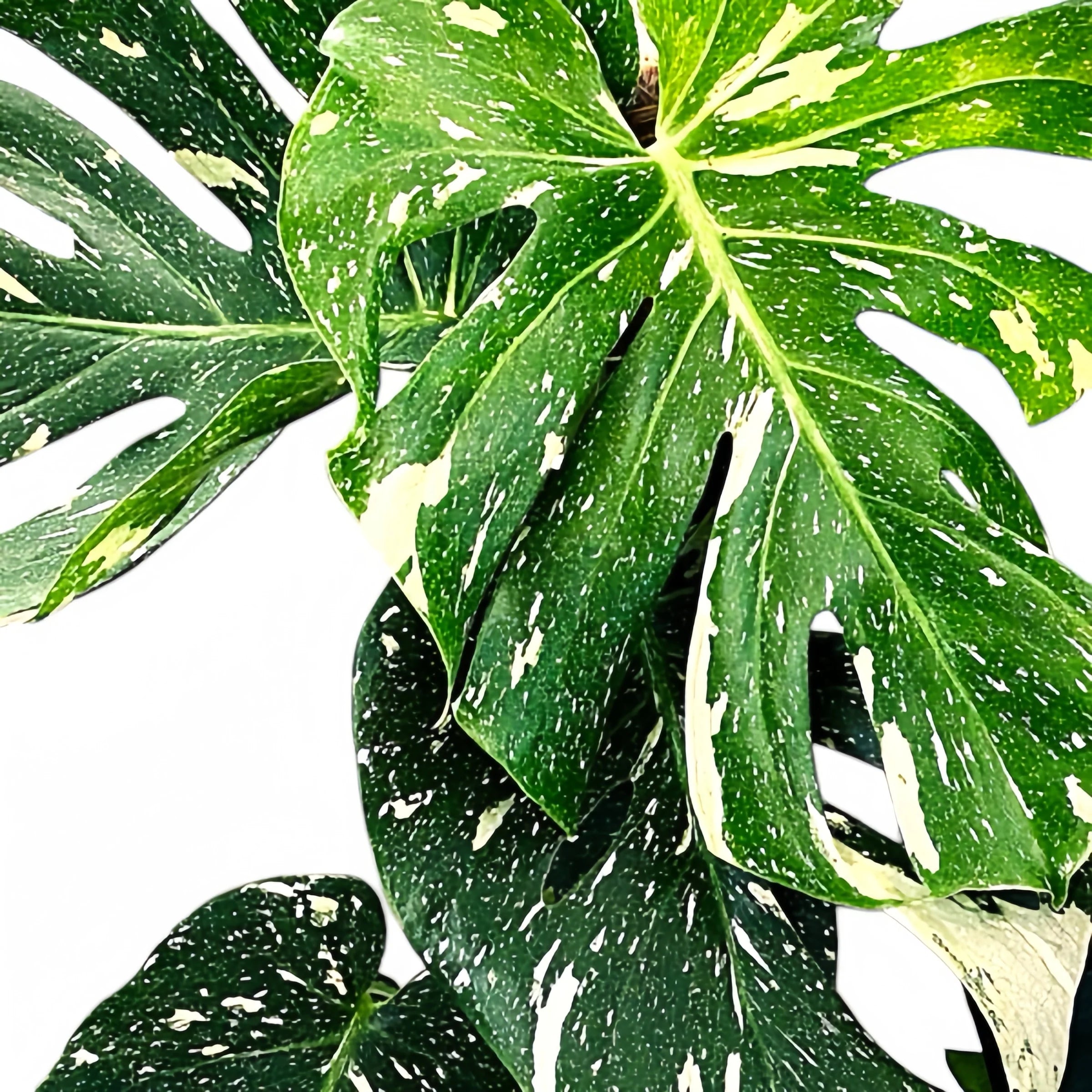 How to Grow and Care for Thai Constellation Monstera