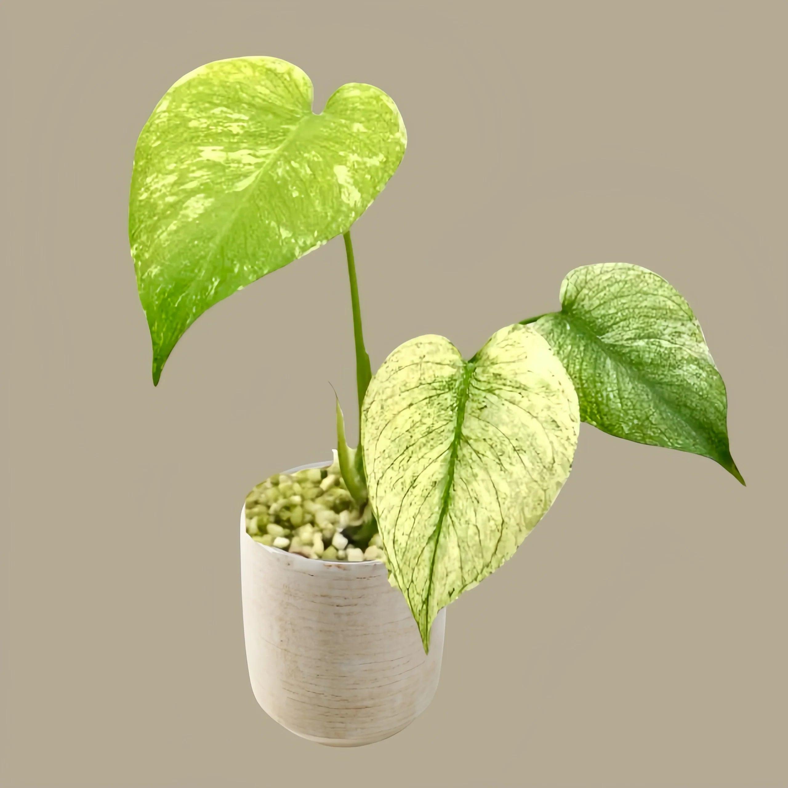 Rare Monstera Deliciosa Mint Variegated Houseplant Guide