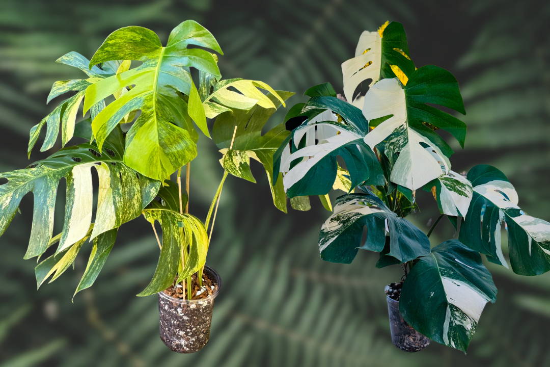 Monstera Aurea vs Monstera Albo: A Guide to Choosing Your Perfect Variegated Monstera