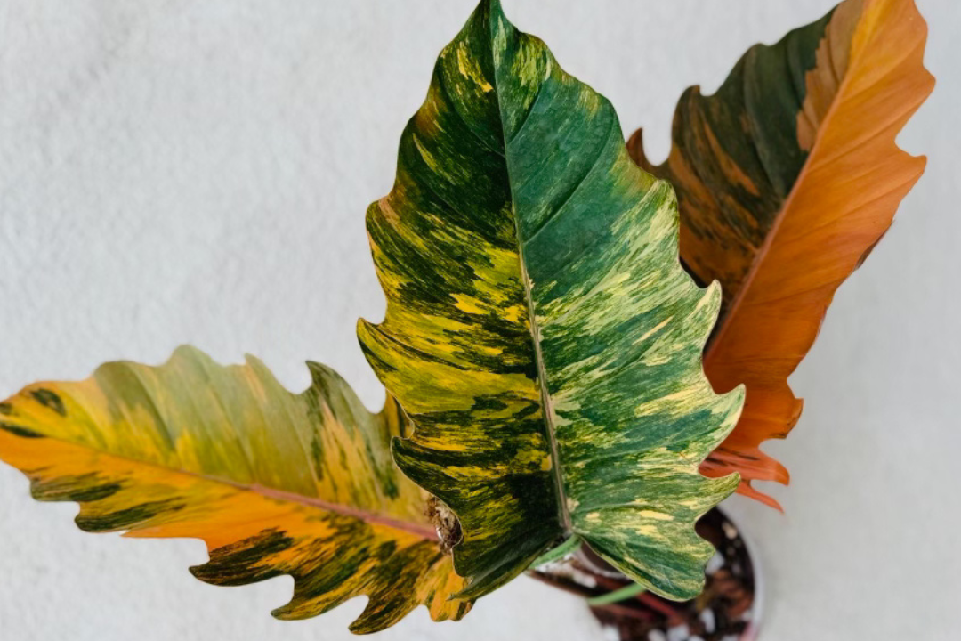 What is Plant Variegation?