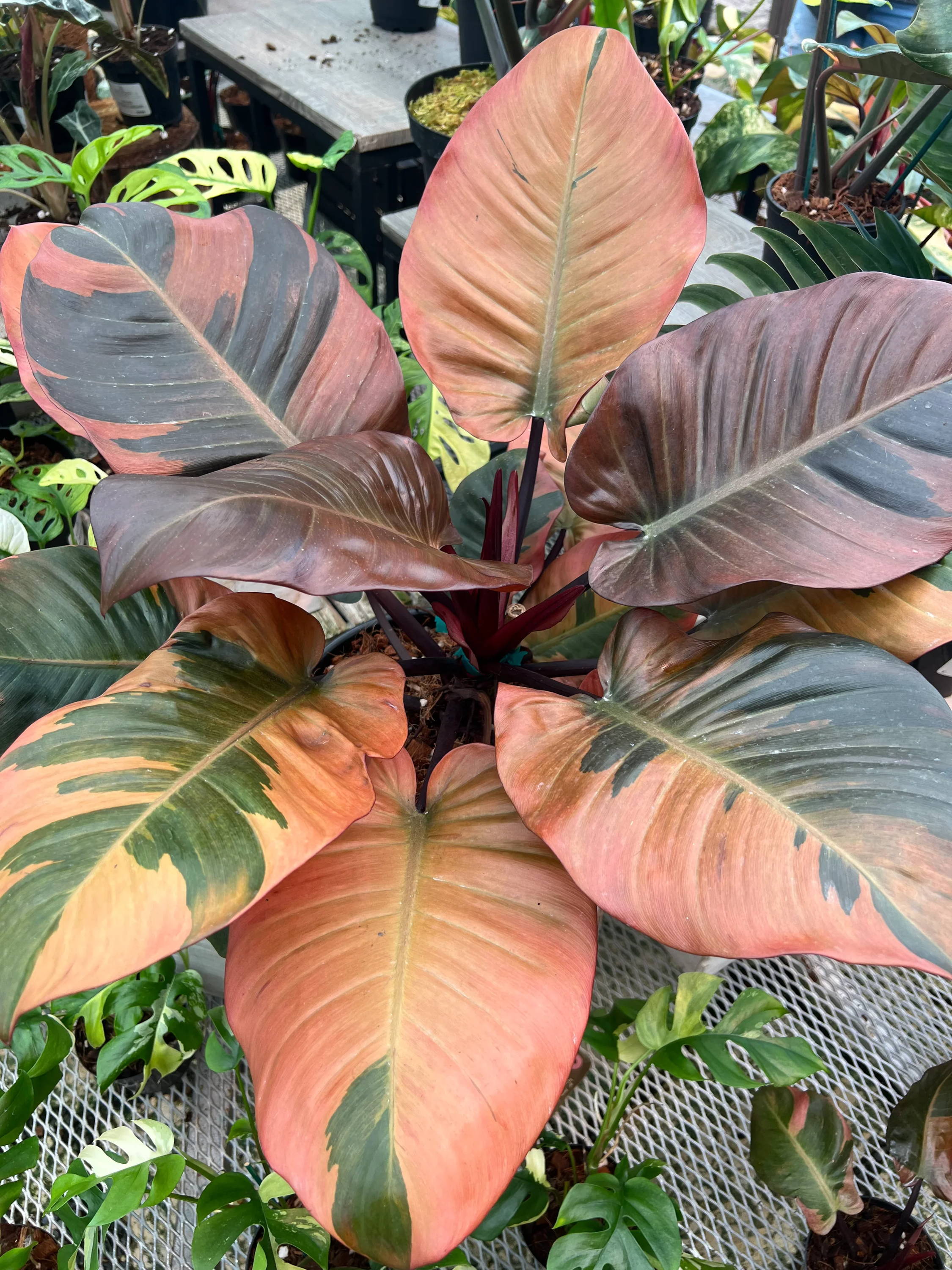 Is the Variegated Black Cardinal Rare?