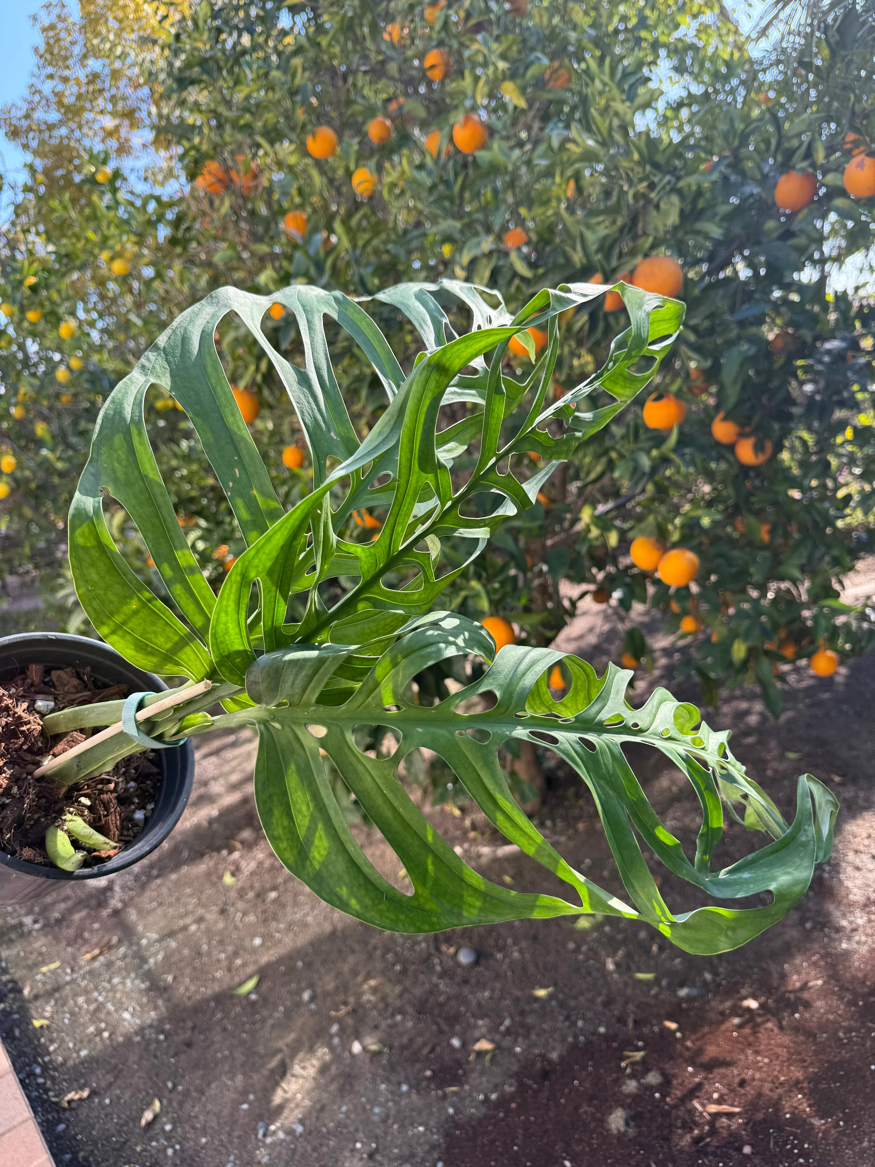 Monstera Esqueleto