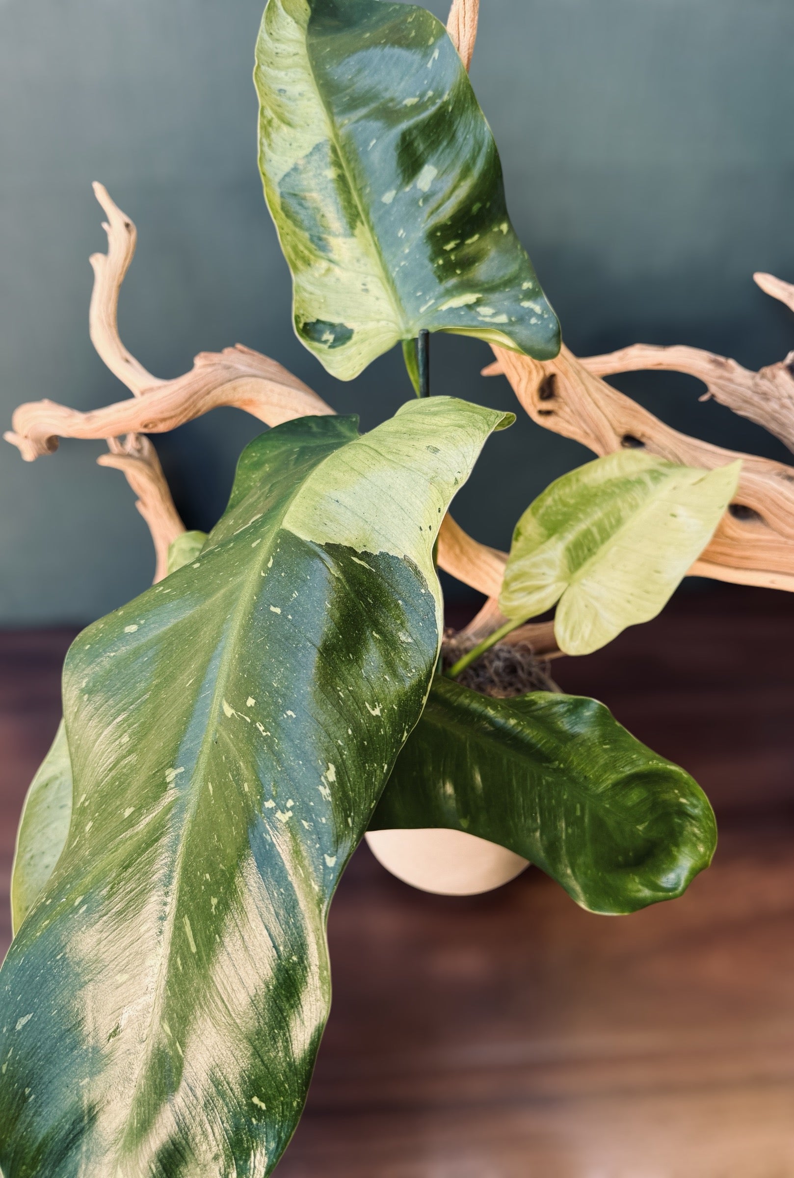 Jose Bueno Philodendron for sale at Plant Vault