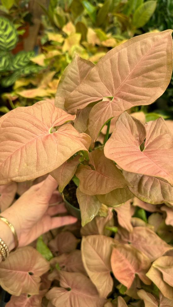 Syngonium Pink Arrow