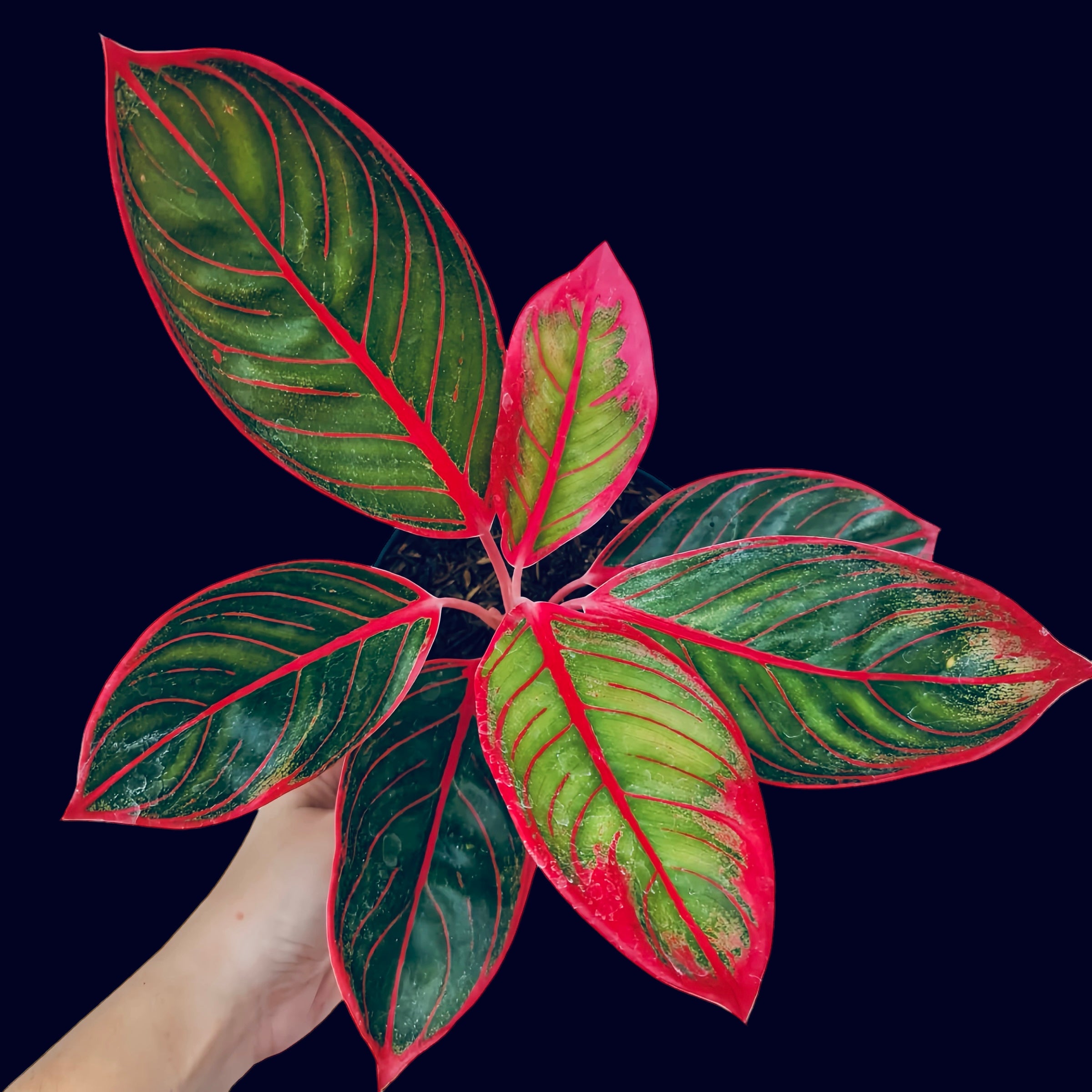 Aglaonema Khanza Rare Tropical Houseplant For Sale Near Me - Plant Vault 