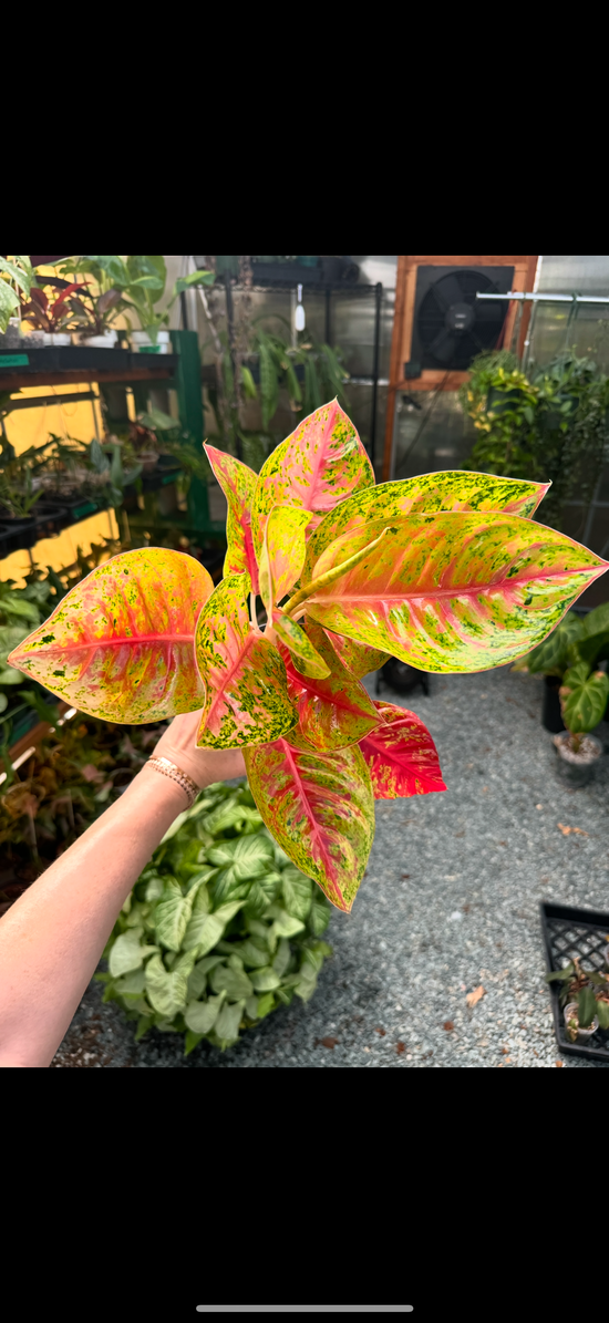 Aglaonema Mahasetti