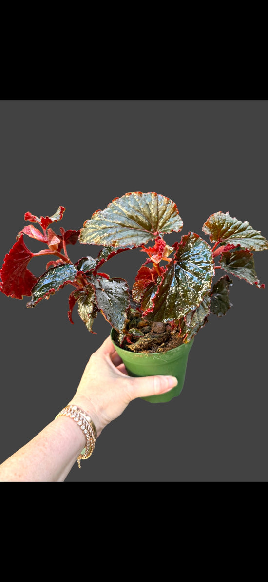 Begonia Black Magic