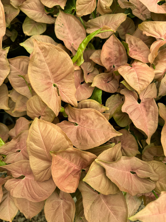 Syngonium Pink Arrow