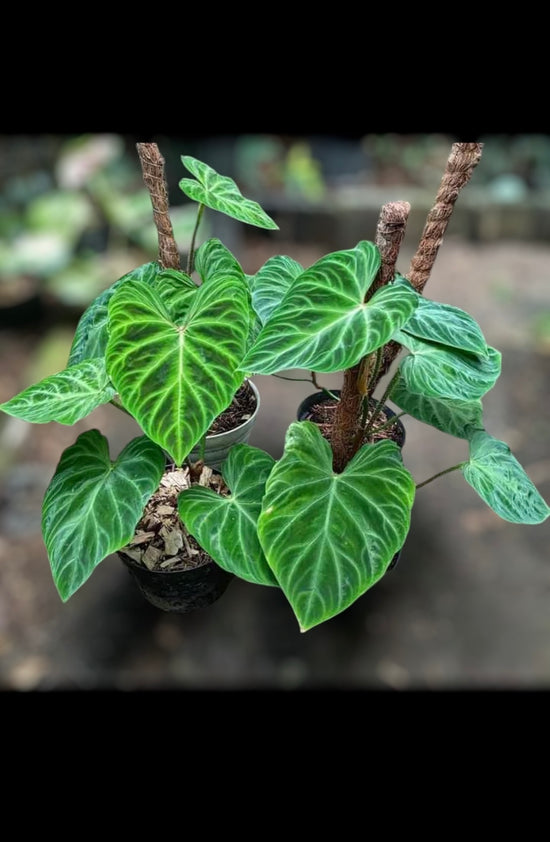 Philodendron Verrucosm