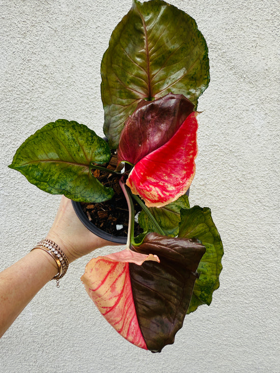 Syngonium Strawberry Ice