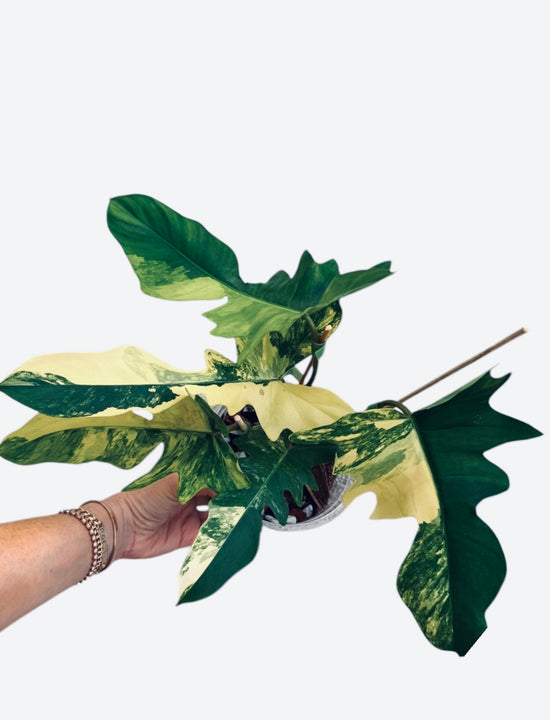 Philodendron Florida Beauty x Mayoi