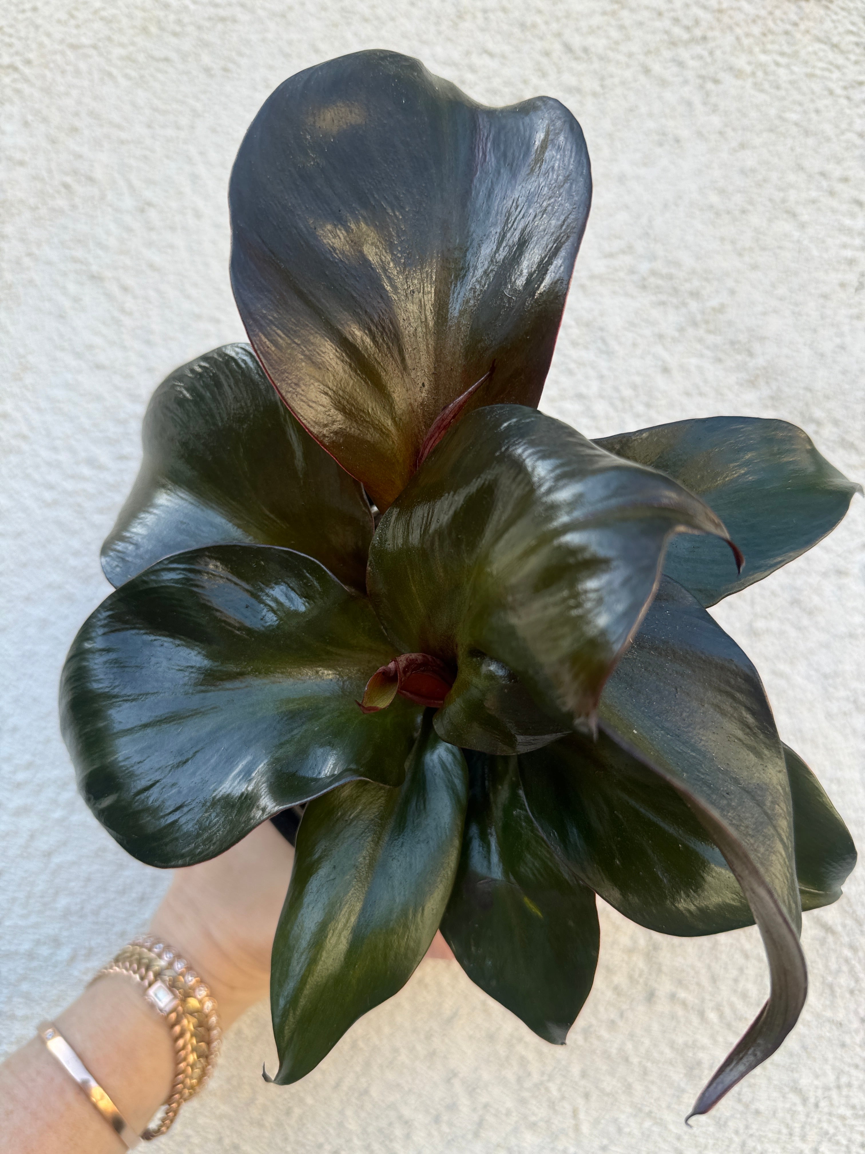 Philodendron Red Heart for sale at Plant Vault