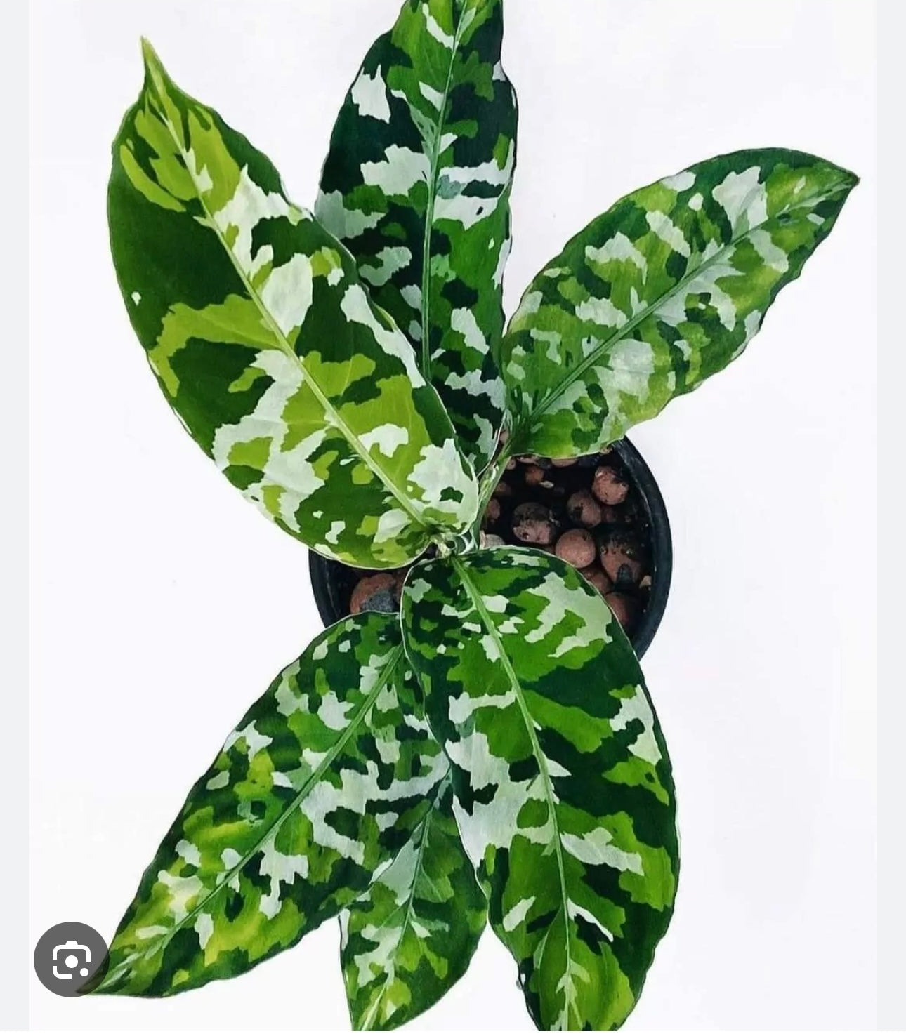 Aglaonema Pictum Tricolor buy