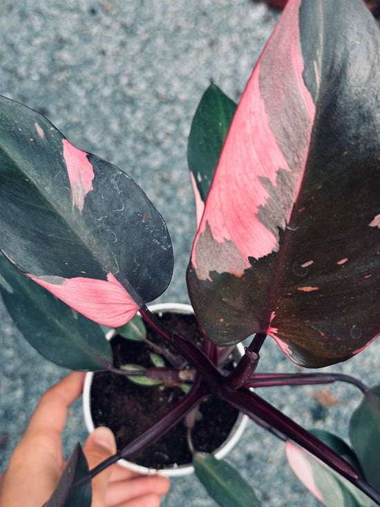 Black Cherry Philodendron Pink Princess