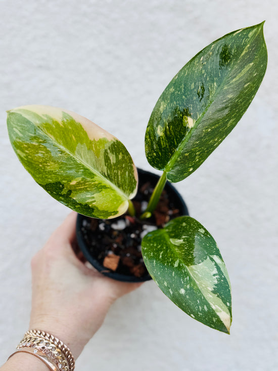 Green Congo Nuclear Philodendron - Rare