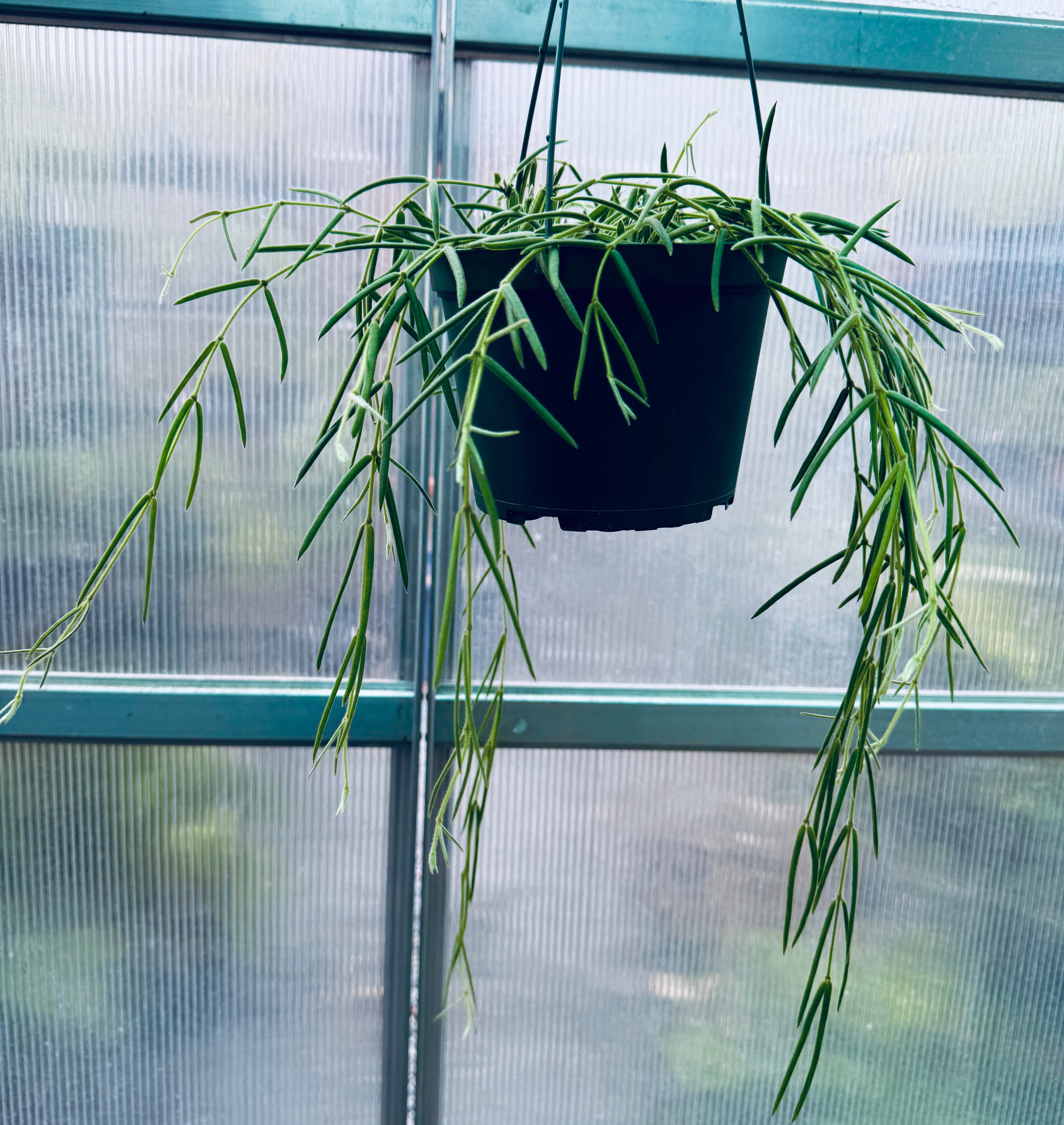 Hoya Linearis for sale at Plant Vault