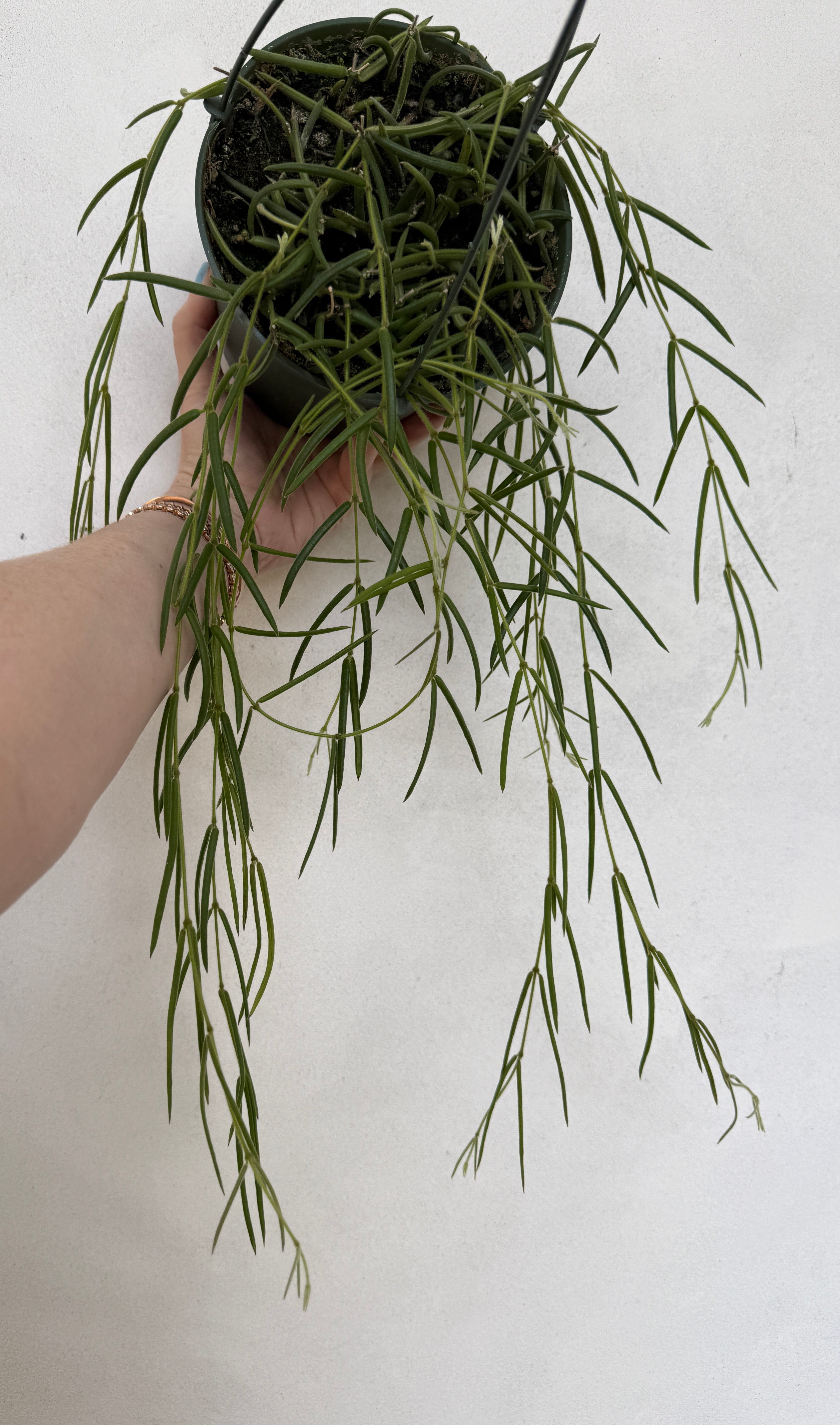 Hoya Linearis for sale at Plant Vault