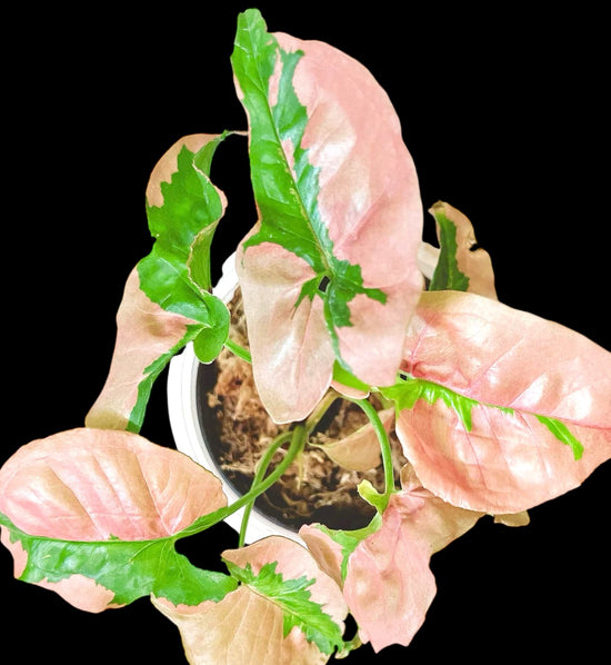 Syngonium Pink Lava