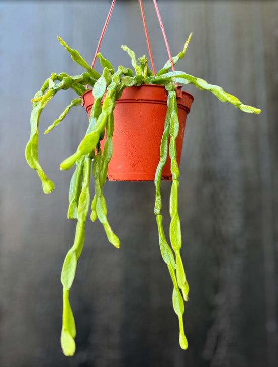 Chain Mistletoe Cactus at Plant Vault