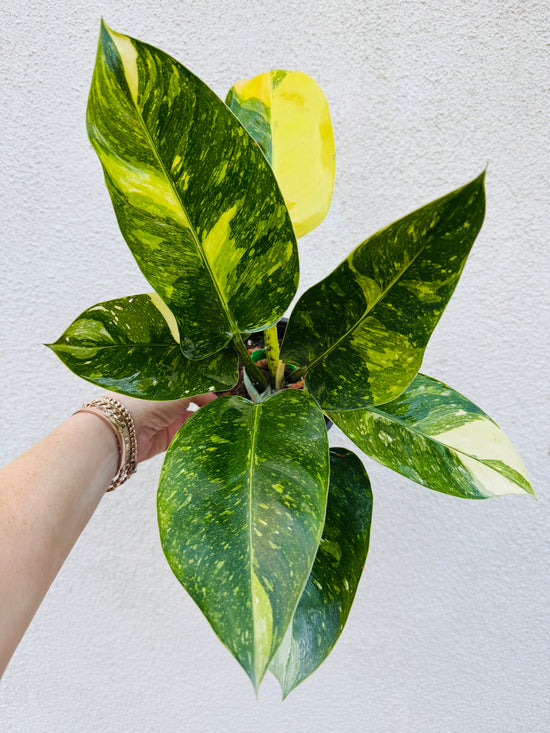 Green Congo Nuclear Philodendron - Rare