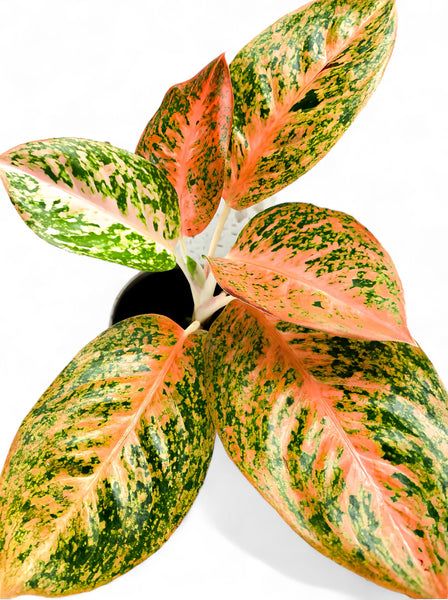 Spectacular Aglaonema retailer Special