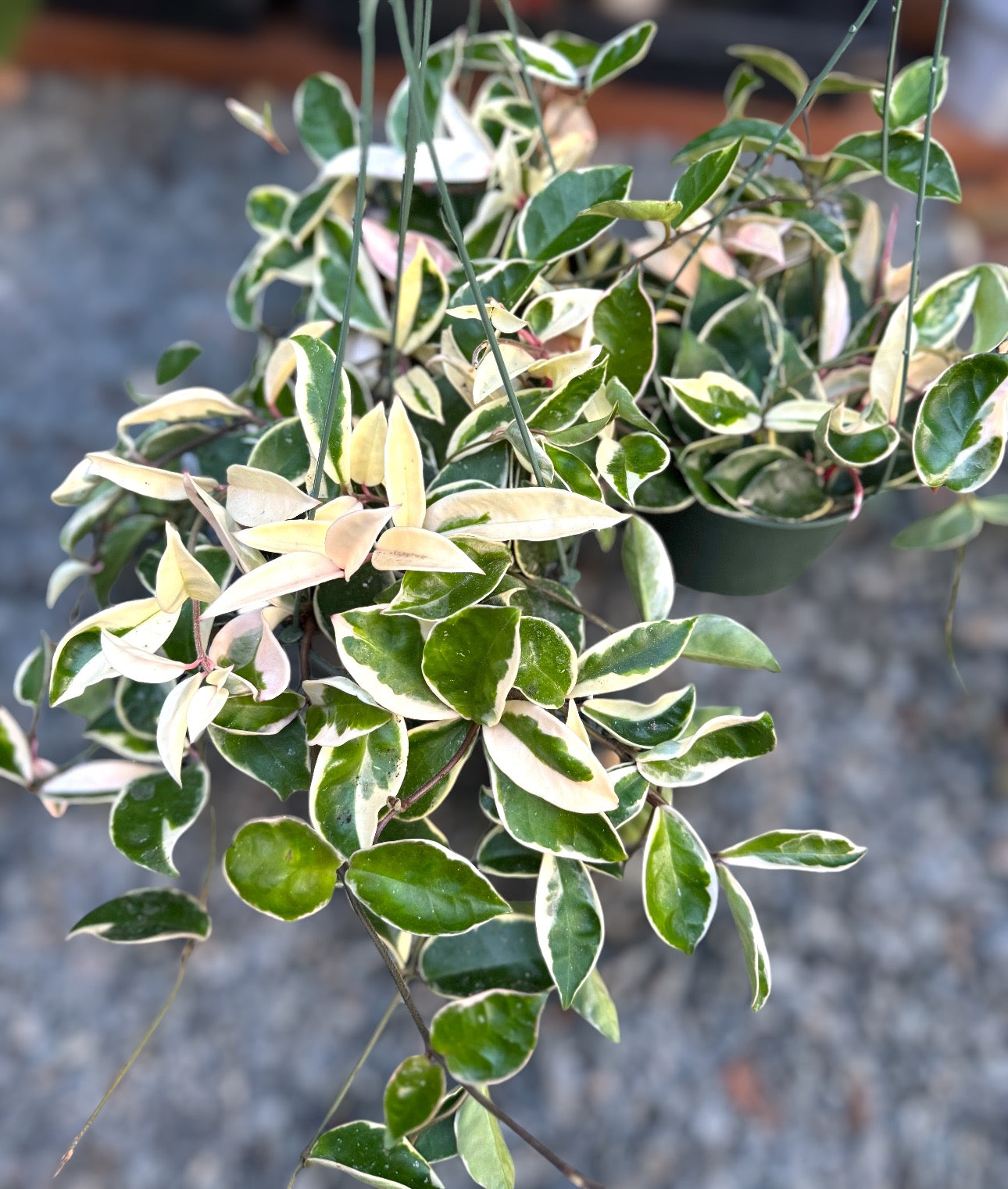 Hoya Krimson Queen for sale at Plant Vault