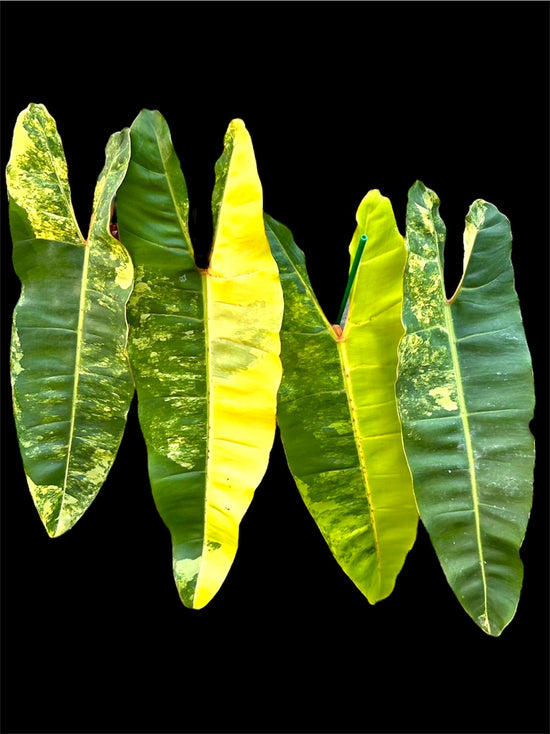 Highly Variegated Billietiae Philodendron