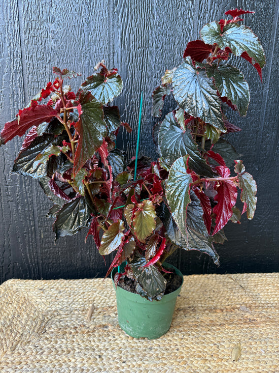 Begonia Black Magic