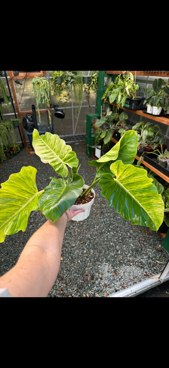 Philodendron Jungle Fever for sale at Plant Vault