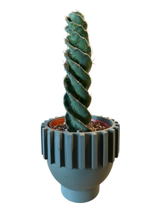 Spiral Cactus (Cereus peruvianus ‘Spiralis’)