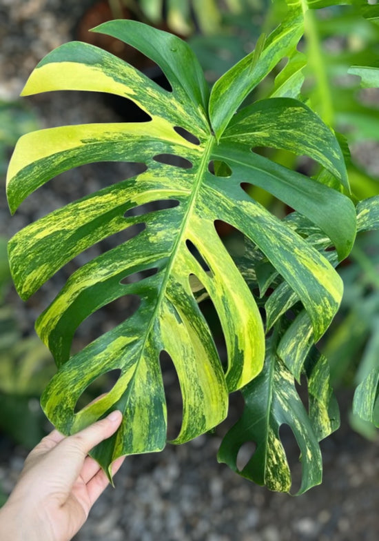 Monstera Aurea at Plant Vault