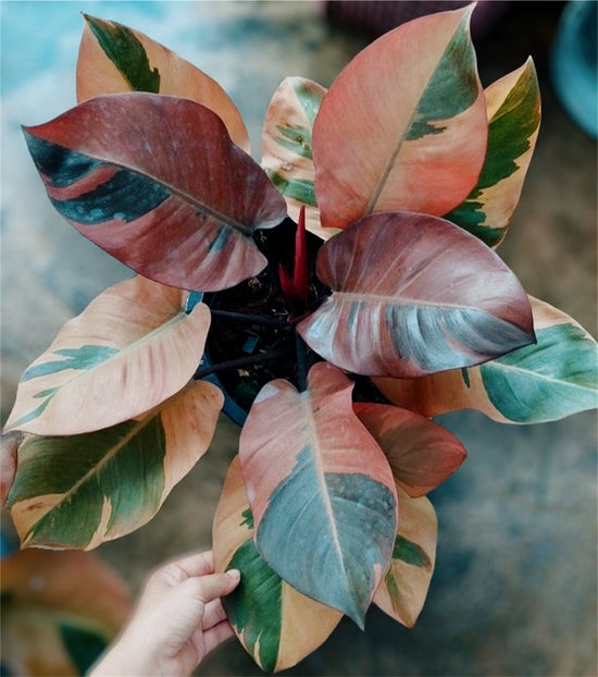 Large Philodendron Black Cardinal