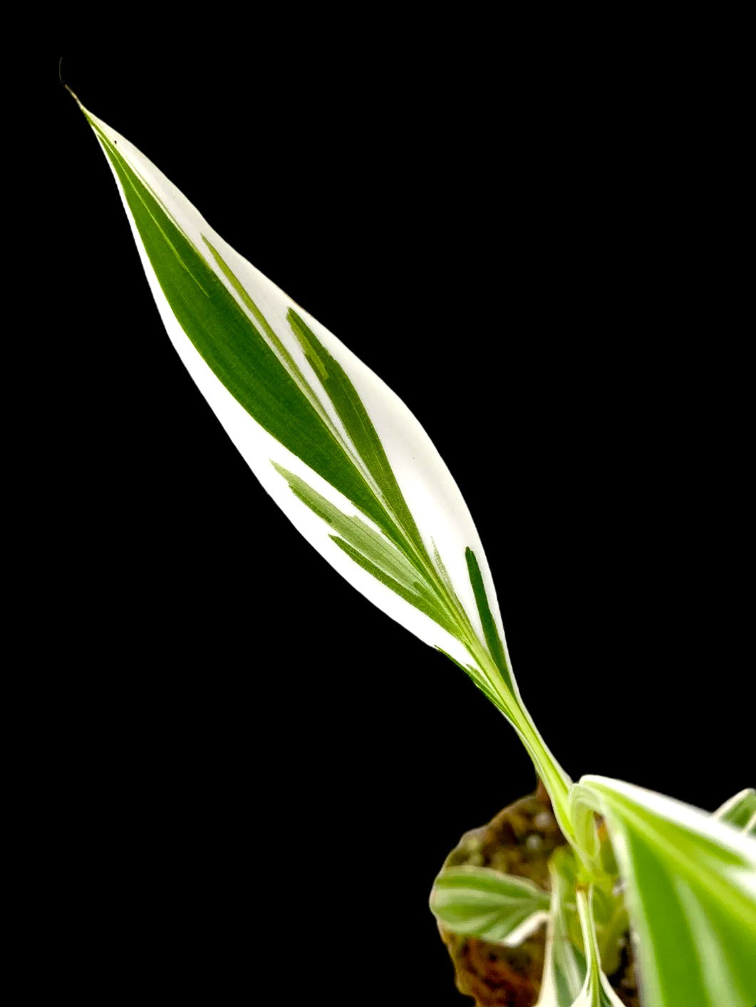 Variegated Banana Musa for sale at Plant Vault 