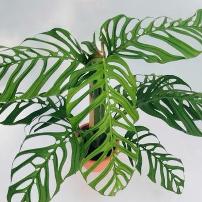 Monstera – PlantVault