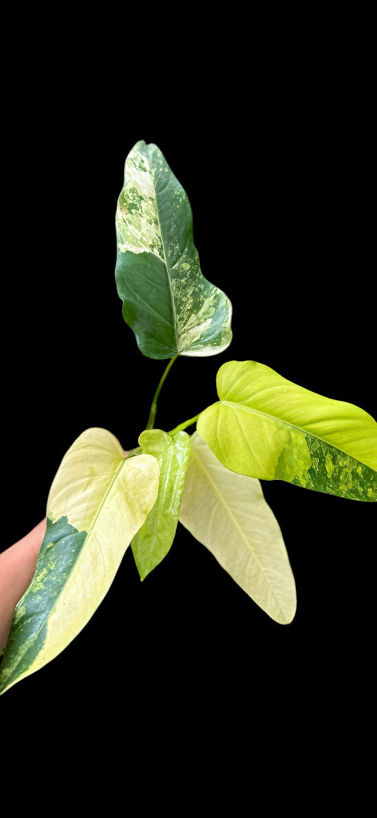 Philodendron Domesticum Variegated