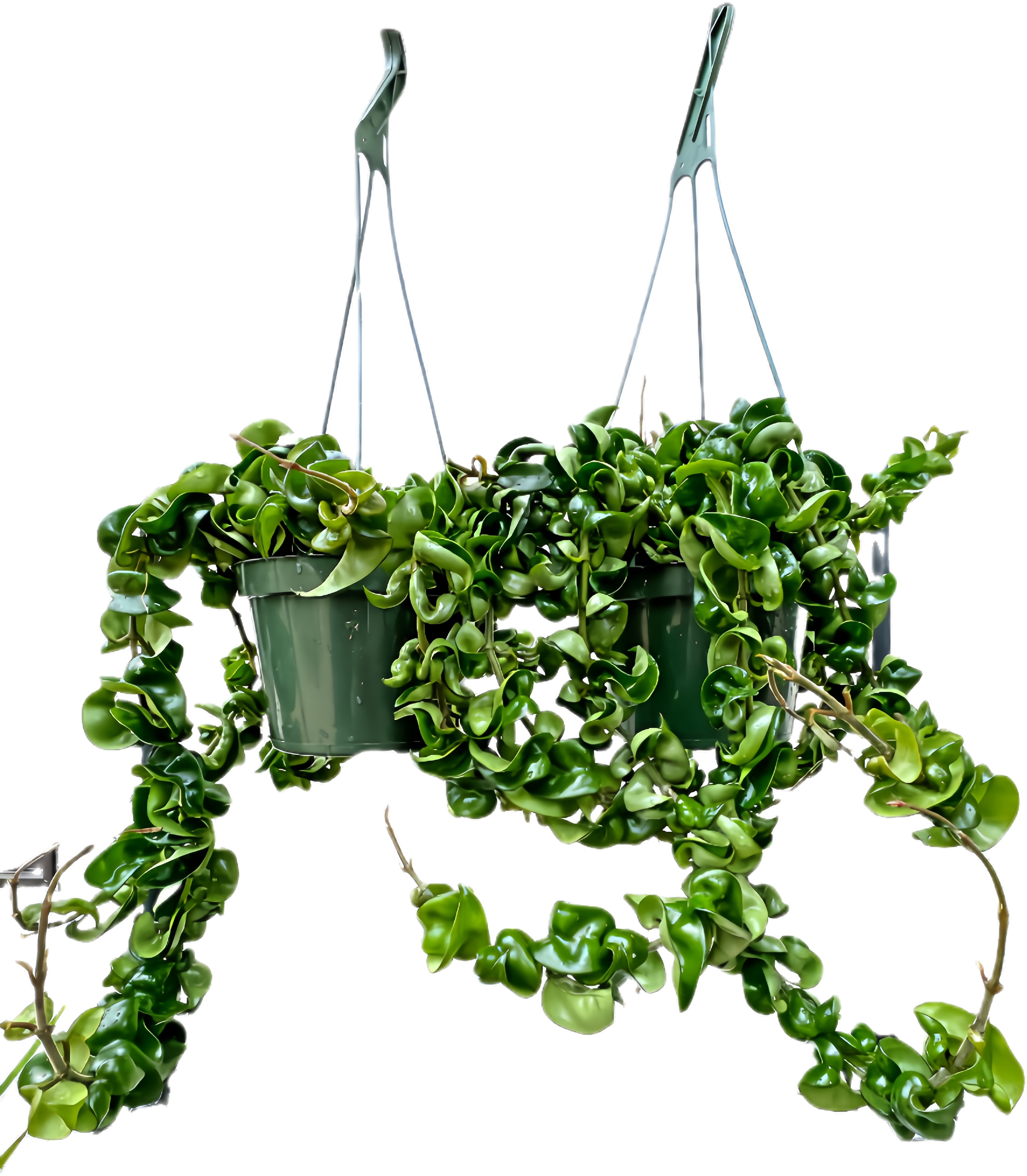 Hoya HIndu Rope for sale at Plant Vault