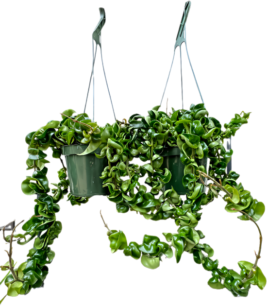 Hoya HIndu Rope for sale at Plant Vault