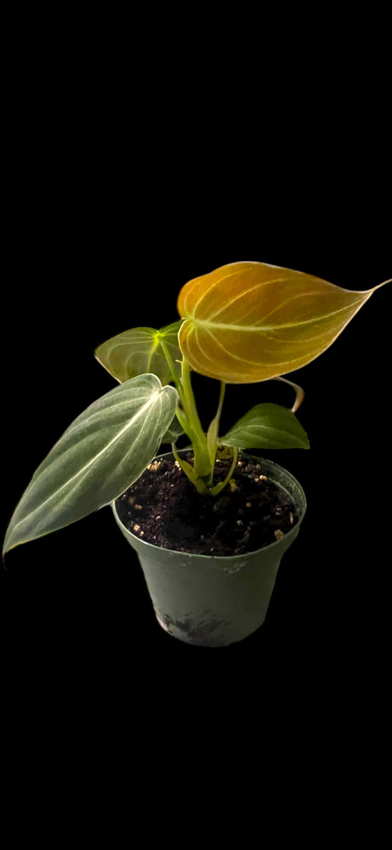 Philodendron Melanochrysum