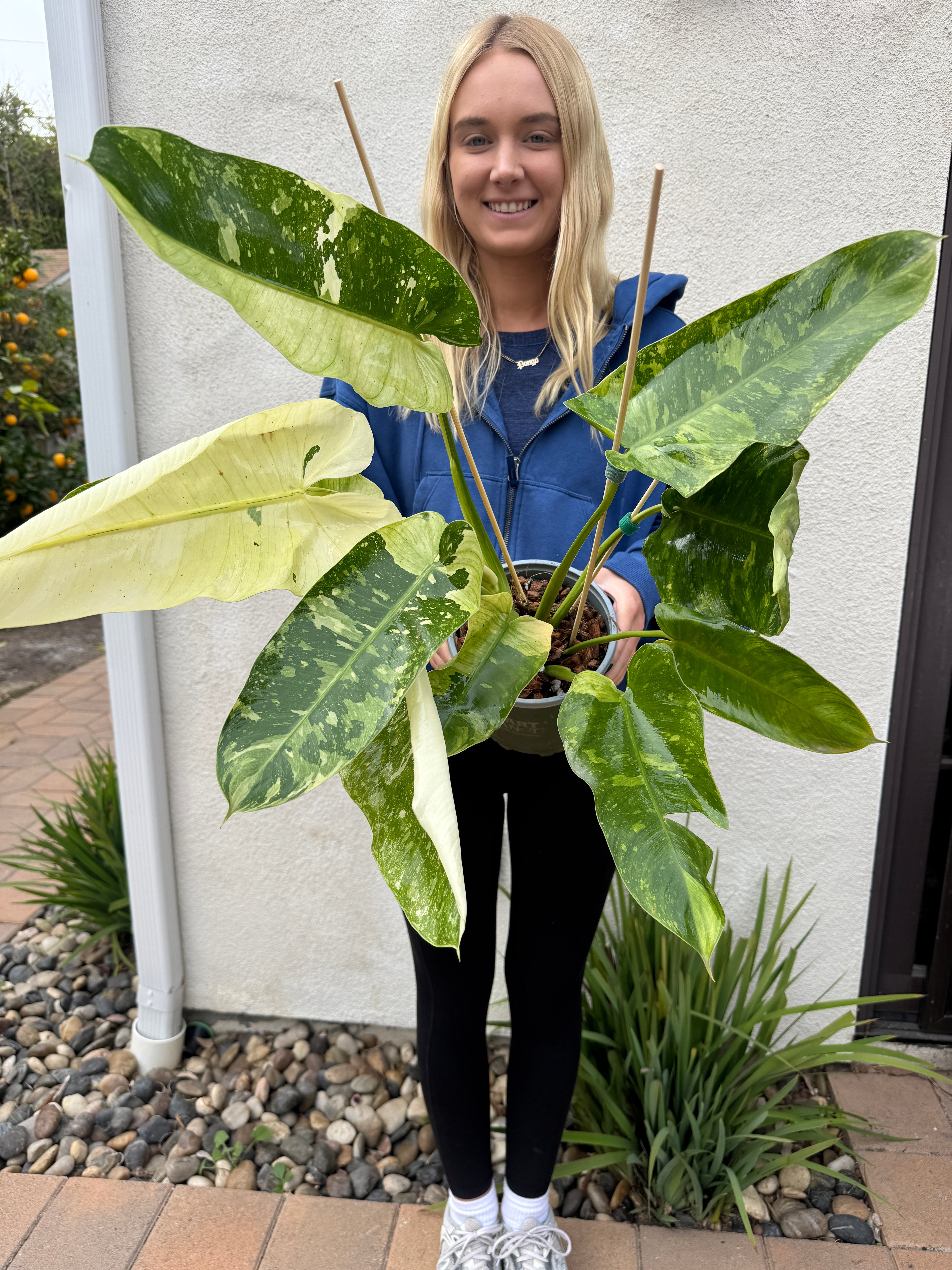 XL Jose Bueno Philodendron 